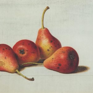 Preyer, Johann Wilhelm: Vier Birnen
