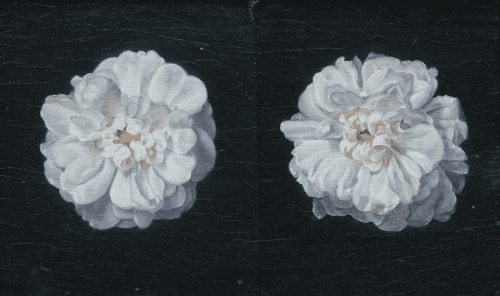 Johann Wilhelm Preyer: Zwei weiße Rosen, um 1830