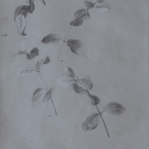 Preyer, Emilie: Blattstudien