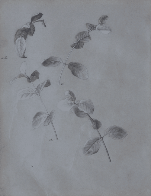Preyer, Emilie: Blattstudien